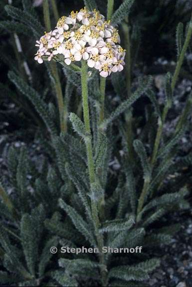 achillea millefolium 4 graphic